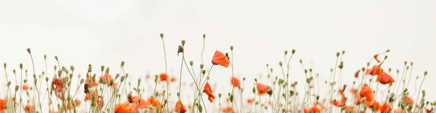 Poppy field