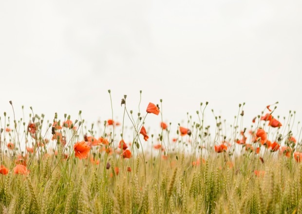 Poppy field