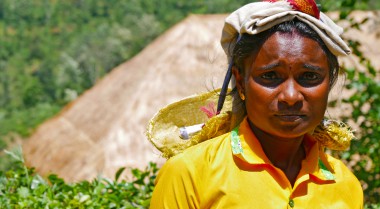 Woman tea picking in Sri Lanka