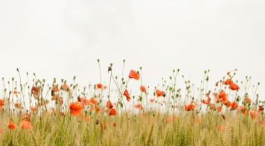 Poppy field